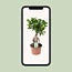 Ficus Ginseng - Ø15cm - ↕35cm