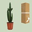Euphorbia Acrurensis - Ø24cm - ↕95cm