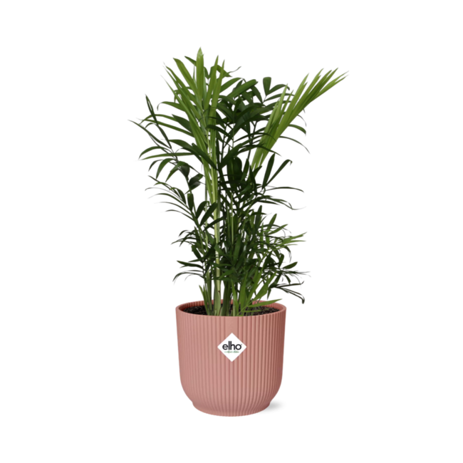 Chamaedorea Elegans in ELHO Vibes Fold 14cm roze