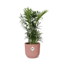 Chamaedorea Elegans in ELHO Vibes Fold 14cm roze