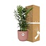 Chamaedorea Elegans in ELHO Vibes Fold 14cm roze