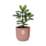 Clusia Princess in ELHO Vibes Fold 14cm roze