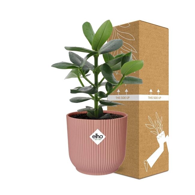 Clusia Princess in ELHO Vibes Fold 14cm roze