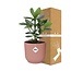 Clusia Princess in ELHO Vibes Fold 14cm roze