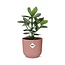 Clusia Princess in ELHO Vibes Fold 14cm roze