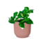 Epipremnum Pinnatum ‘Aureum’ in ELHO Vibes Fold 14cm roze