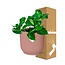Epipremnum Pinnatum ‘Aureum’ in ELHO Vibes Fold 14cm roze