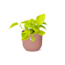 Epipremnum Pinnatum ‘Golden Pothos’ in ELHO Vibes Fold 14cm roze