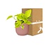 Epipremnum Pinnatum ‘Golden Pothos’ in ELHO Vibes Fold 14cm roze