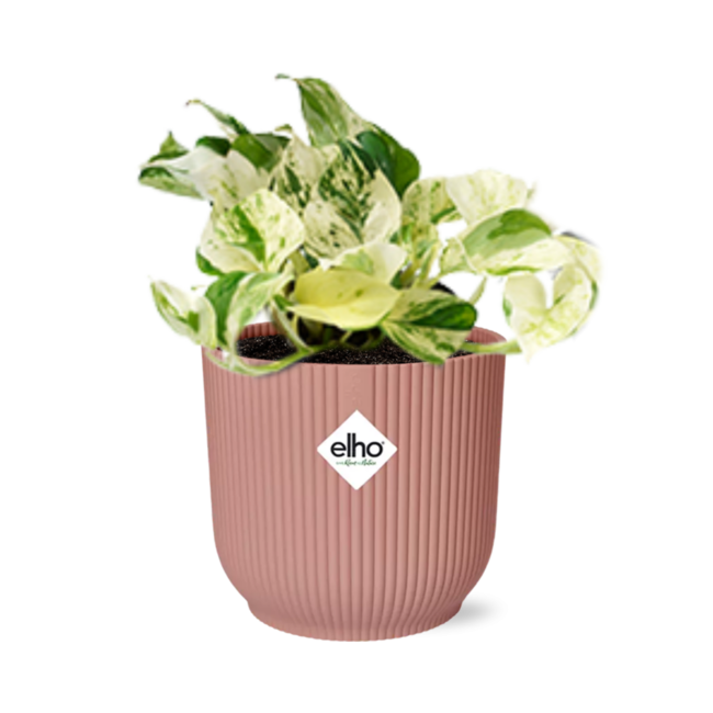 Epipremnum Pinnatum Happy Leaf in ELHO Vibes Fold 14cm roze