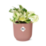 Epipremnum Pinnatum Happy Leaf in ELHO Vibes Fold 14cm roze