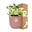 Epipremnum Pinnatum Happy Leaf in ELHO Vibes Fold 14cm roze