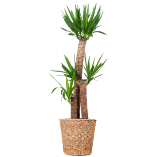 Yucca XL met mand Torun - 125cm - Ø24
