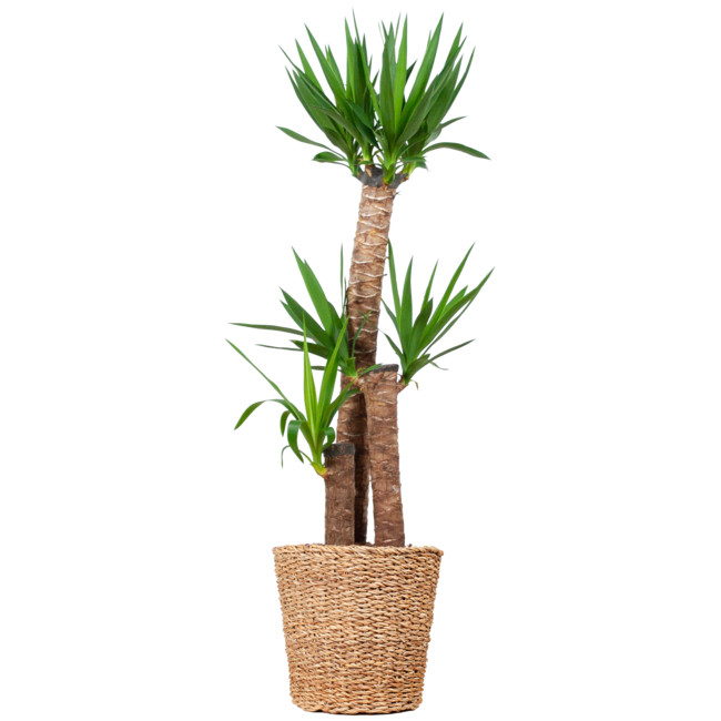 Yucca XL met mand Torun - 125cm - Ø24