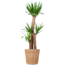 Yucca XL met mand Torun - 125cm - Ø24