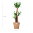 Yucca XL met mand Torun - 125cm - Ø24
