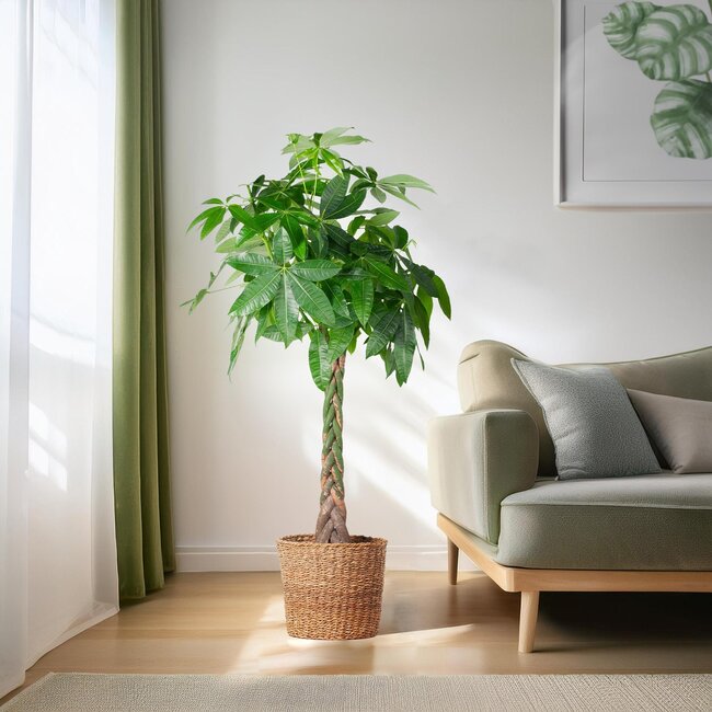 Pachira Aquatica XL met mand Torun - 140cm - Ø2