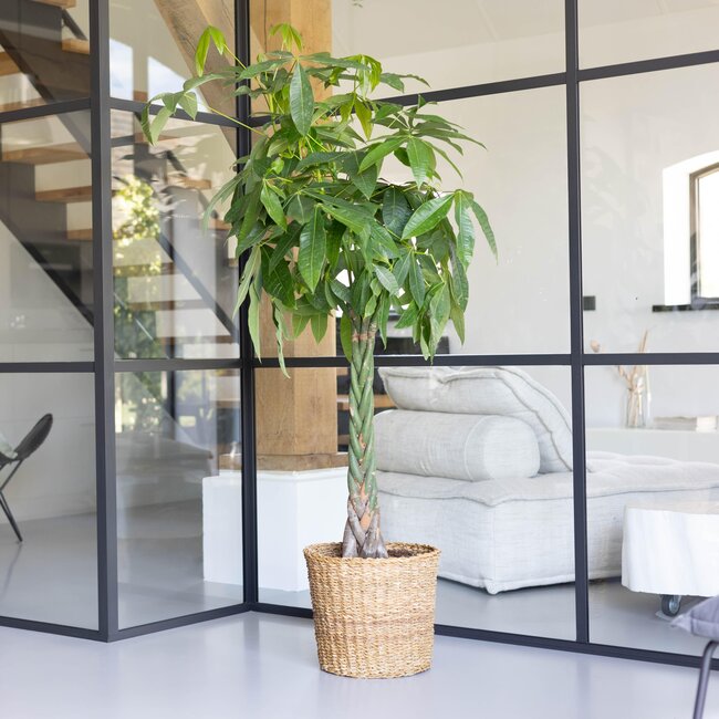 Pachira Aquatica XL met mand Torun - 140cm - Ø2