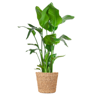 Strelitzia Nicolai XL met mand Torun - 140cm - Ø27