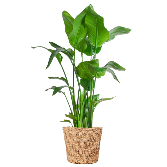 Strelitzia Nicolai XL met mand Torun - 140cm - Ø27