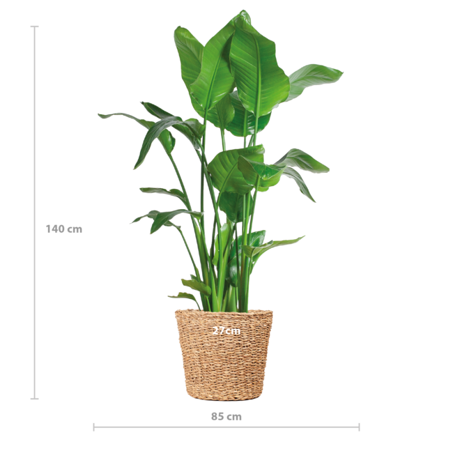 Strelitzia Nicolai XL met mand Torun - 140cm - Ø27