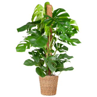 Monstera Deliciosa XL met mand Torun - 120cm - Ø24