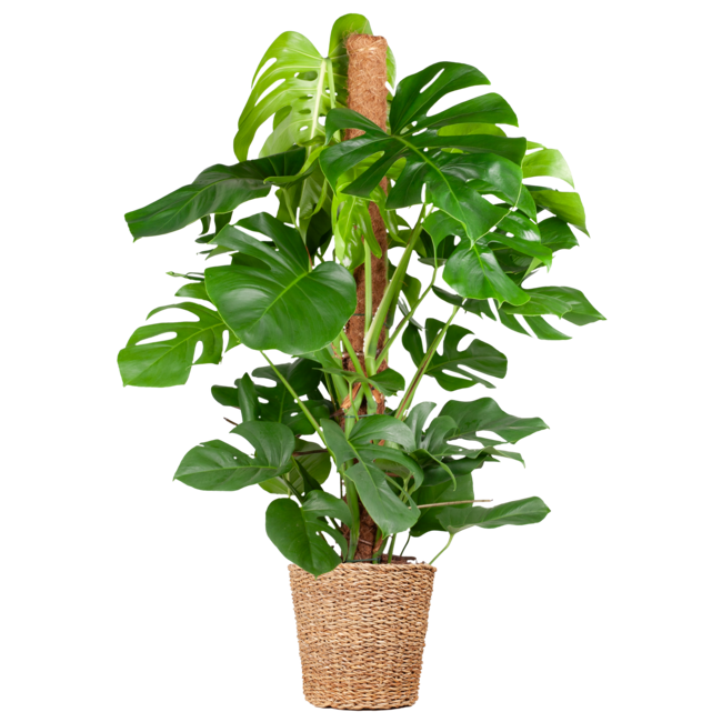 Monstera Deliciosa XL met mand Torun - 120cm - Ø24