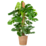 Monstera Deliciosa XL met mand Torun - 120cm - Ø24