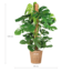 Monstera Deliciosa XL met mand Torun - 120cm - Ø24