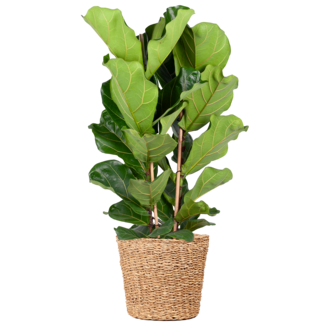 Ficus Lyrata XL met mand Torun - 140cm - Ø27