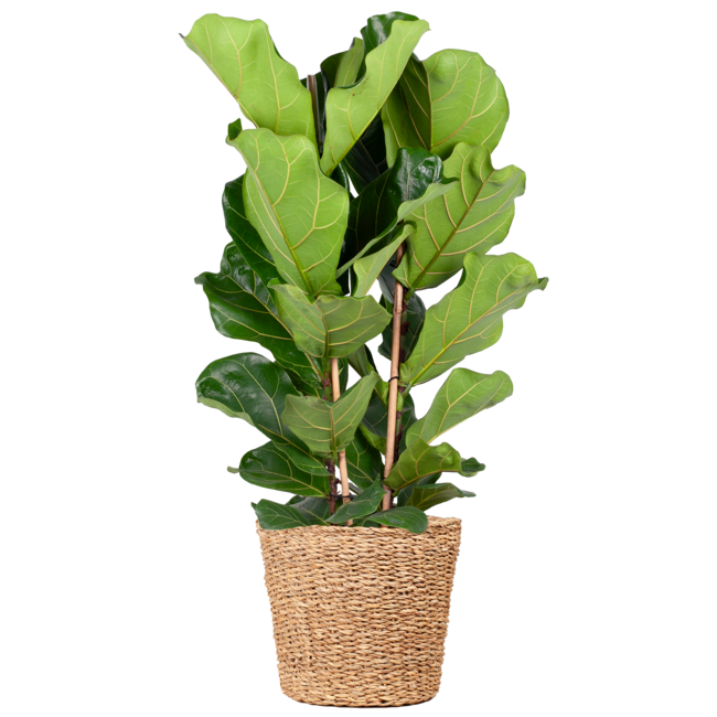 Ficus Lyrata XL met mand Torun - 140cm - Ø27