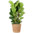 Ficus Lyrata XL met mand Torun - 140cm - Ø27