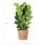 Ficus Lyrata XL met mand Torun - 140cm - Ø27