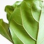 Ficus Lyrata XL met mand Torun - 140cm - Ø27