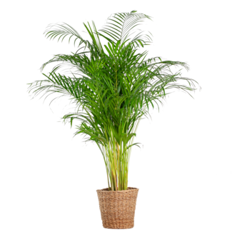 Areca Palm (dypsis) XL met mand Torun - 120cm - Ø24