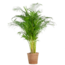 Areca Palm (dypsis) XL met mand Torun - 120cm - Ø24