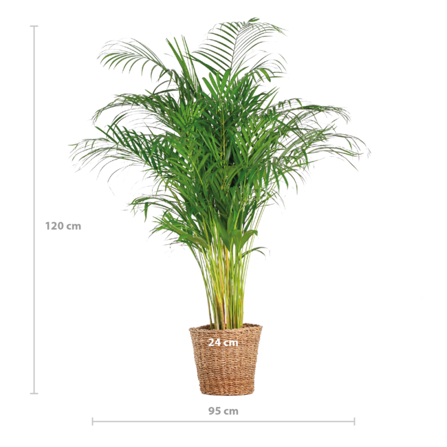 Areca Palm (dypsis) XL met mand Torun - 120cm - Ø24