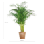 Areca Palm (dypsis) XL met mand Torun - 120cm - Ø24