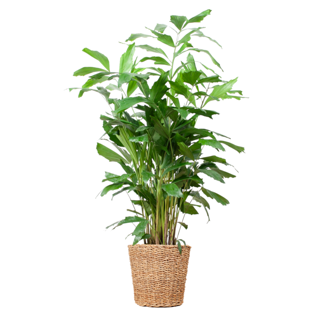 Caryota Mitis XL met mand Torun - 130cm - Ø24
