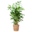 Caryota Mitis XL met mand Torun - 130cm - Ø24