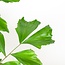 Caryota Mitis XL met mand Torun - 130cm - Ø24