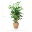 Caryota Mitis XL met mand Torun - 130cm - Ø24