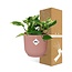 Scindapsus (Epipremnum) Marble Queen in ELHO Vibes Fold 14cm roze
