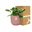 Scindapsus (Epipremnum) Marble Queen in ELHO Vibes Fold 14cm roze