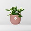 Scindapsus (Epipremnum) Marble Queen in ELHO Vibes Fold 14cm roze