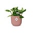 Scindapsus (Epipremnum) Marble Queen in ELHO Vibes Fold 14cm roze