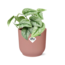 Scindapsus Pictus ‘Trebie’ in ELHO Vibes Fold 14cm roze