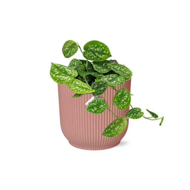 Scindapsus Pictus ‘Argyraeus’ in ELHO Vibes Fold 14cm roze