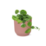 Scindapsus Pictus ‘Argyraeus’ in ELHO Vibes Fold 14cm roze