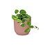 Scindapsus Pictus ‘Argyraeus’ in ELHO Vibes Fold 14cm roze